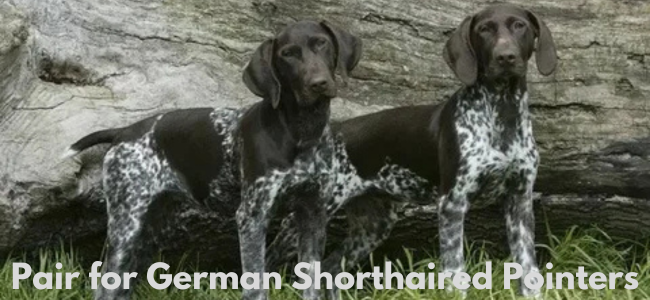 german shorthair breeding