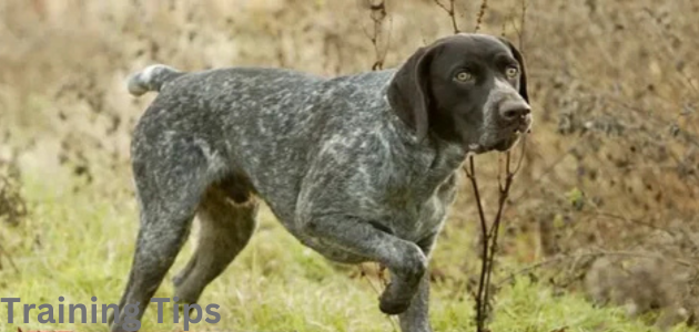 GSP DOG