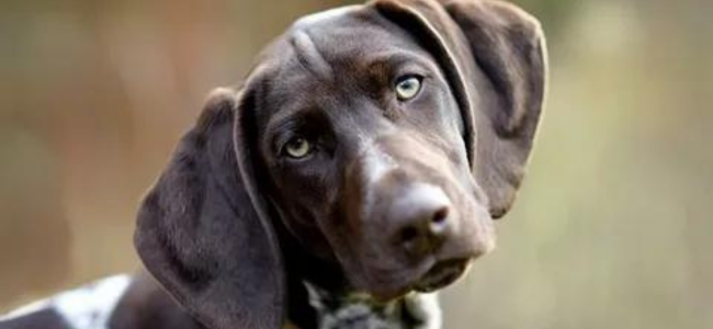 black german shorthair