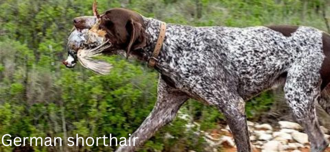 black german shorthair