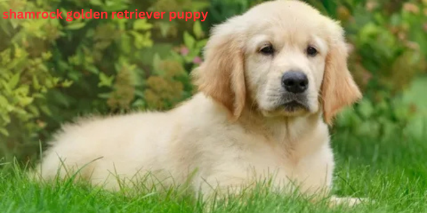 shamrock golden retriever puppy
