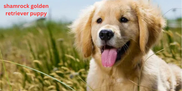 shamrock golden retriever puppy
