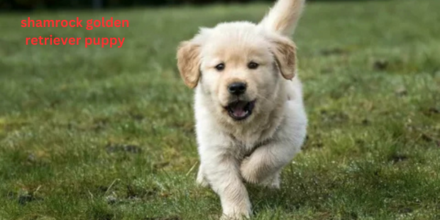 shamrock golden retriever puppy
