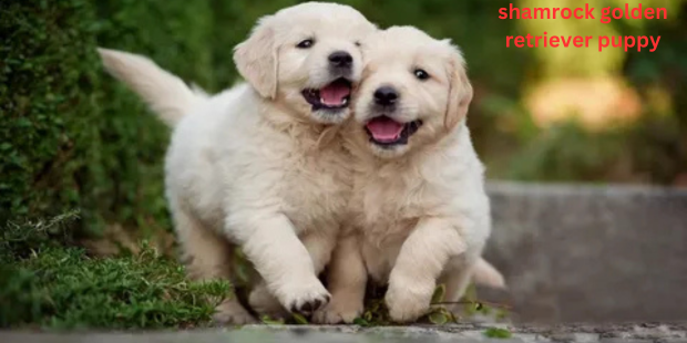 shamrock golden retriever puppy
