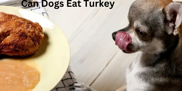 can dogs eat turkey