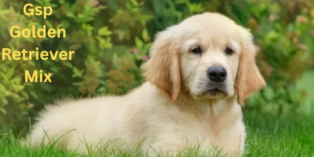 gsp golden retriever mix